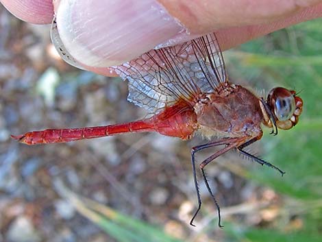 Red-tailed Pennant (Brachymesia furcata)