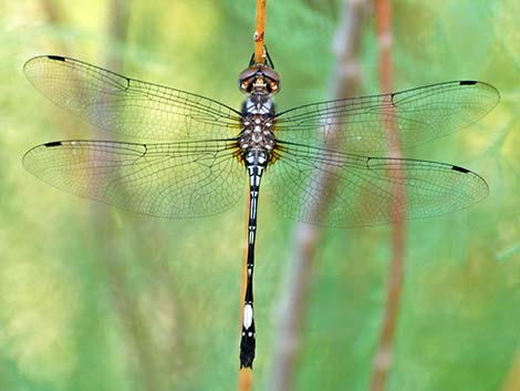 Pale-faced Clubskimmer (Brechmorhoga mendax)