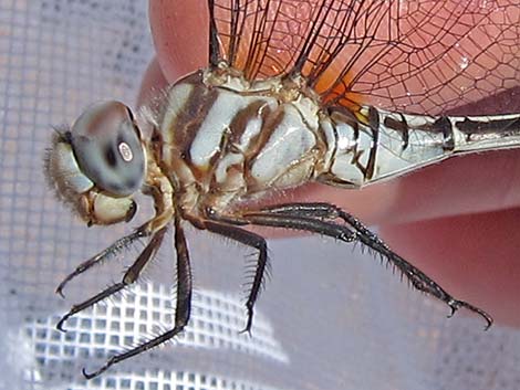 Pale-faced Clubskimmer (Brechmorhoga mendax)