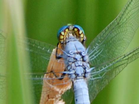 Western Pondhawk (Erythemis collocata)