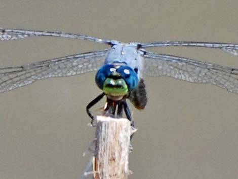 Western Pondhawk (Erythemis collocata)