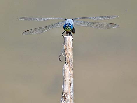 Western Pondhawk (Erythemis collocata)