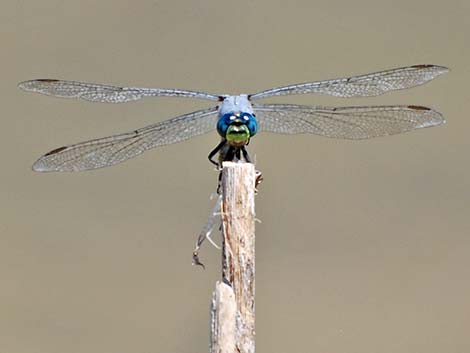 Western Pondhawk (Erythemis collocata)