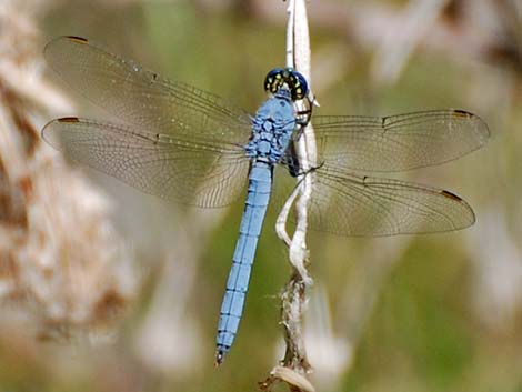 Western Pondhawk (Erythemis collocata)