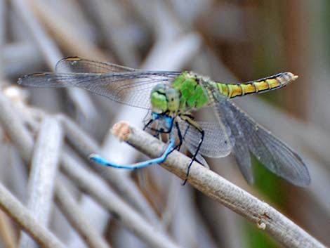 Western Pondhawk (Erythemis collocata)