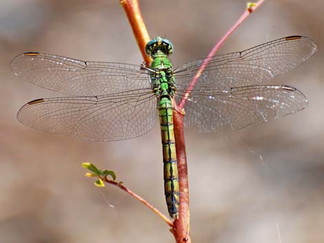 Western Pondhawk (Erythemis collocata)