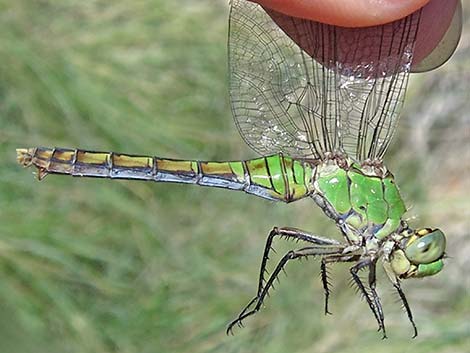 Western Pondhawk (Erythemis collocata)