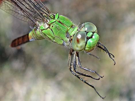 Western Pondhawk (Erythemis collocata)