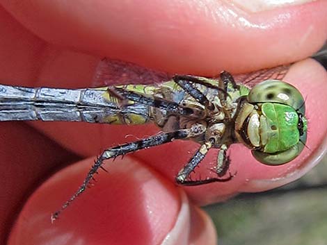 Western Pondhawk (Erythemis collocata)