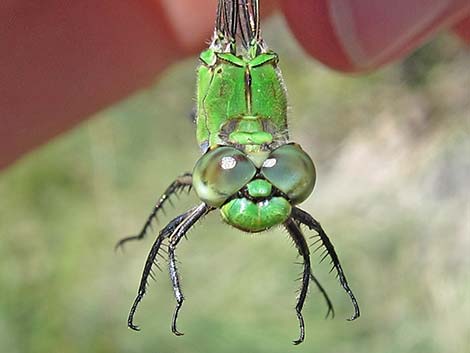 Western Pondhawk (Erythemis collocata)