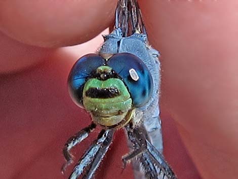 Western Pondhawk (Erythemis collocata)