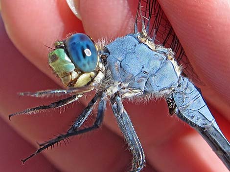 Western Pondhawk (Erythemis collocata)