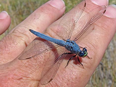 Western Pondhawk (Erythemis collocata)