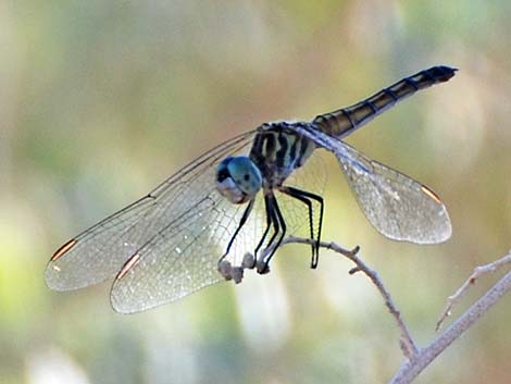 Comanche Skimmer (Libellula comanche)