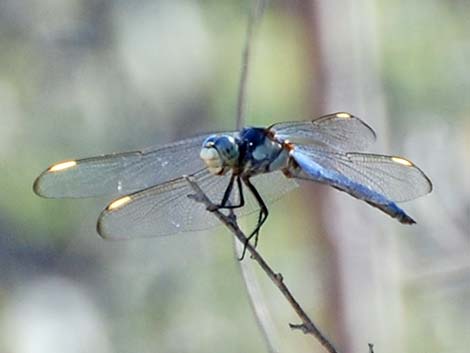 Comanche Skimmer (Libellula comanche)