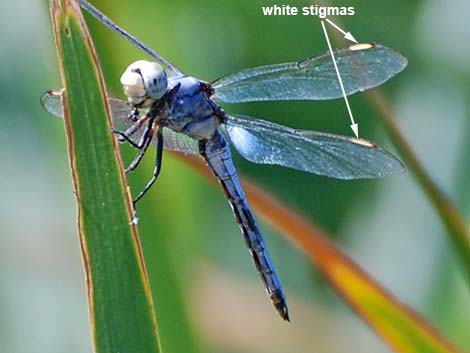 Comanche Skimmer (Libellula comanche)