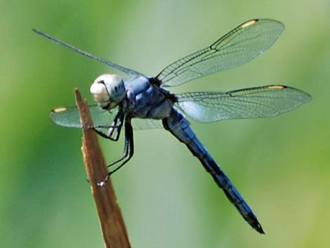 Comanche Skimmer (Libellula comanche)