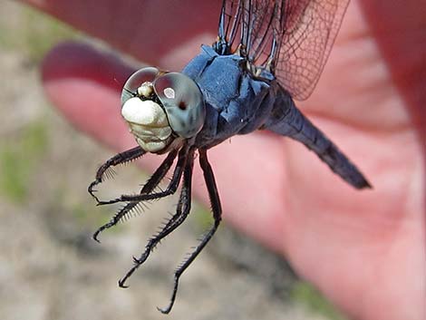 Comanche Skimmer (Libellula comanche)