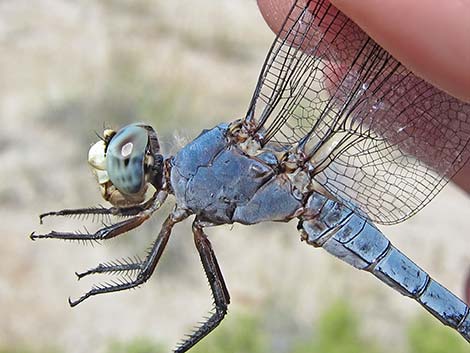 Comanche Skimmer (Libellula comanche)