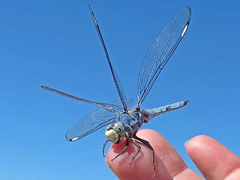 Comanche Skimmer (Libellula comanche)