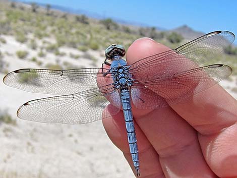 Comanche Skimmer (Libellula comanche)