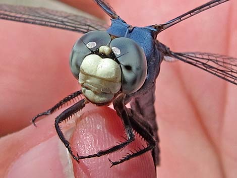 Comanche Skimmer (Libellula comanche)