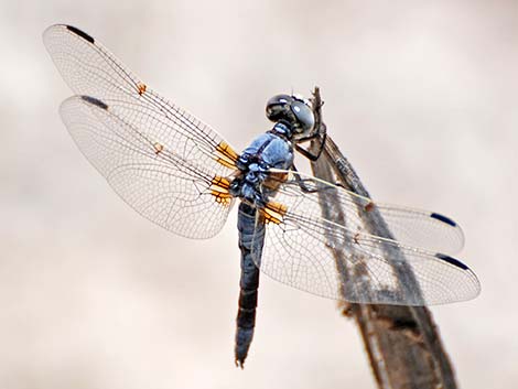 Bleached Skimmer (Libellula composita)