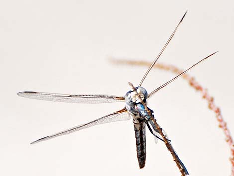 Bleached Skimmer (Libellula composita)