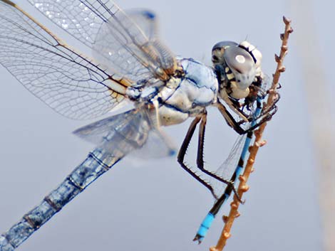 Bleached Skimmer (Libellula composita)