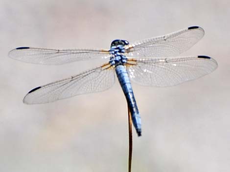 Bleached Skimmer (Libellula composita)