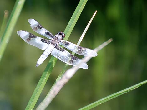 Eight-spotted Skimmer (Libellula forensis)