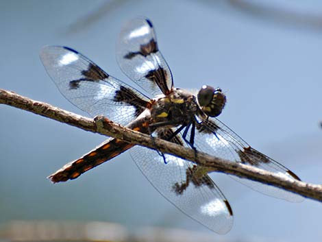 Eight-spotted Skimmer (Libellula forensis)