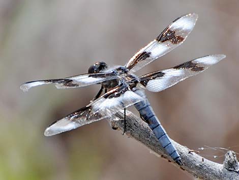 Eight-spotted Skimmer (Libellula forensis)