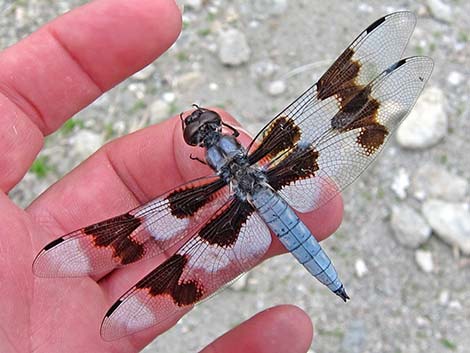 Eight-spotted Skimmer (Libellula forensis)