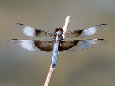 Widow Skimmer (Libellula luctuosa)