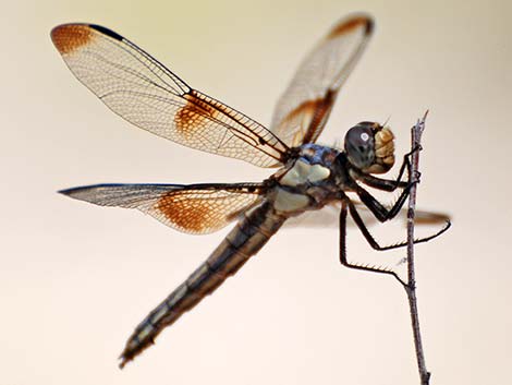 Widow Skimmer (Libellula luctuosa)