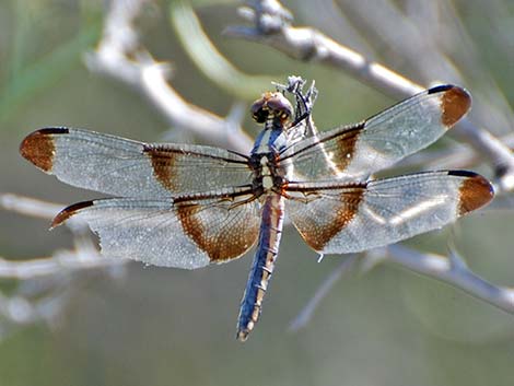 Widow Skimmer (Libellula luctuosa)