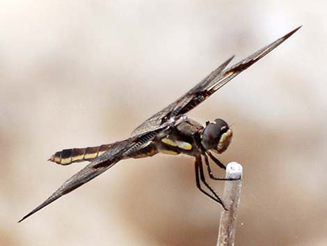 Twelve-spotted Skimmer (Libellula pulchella)