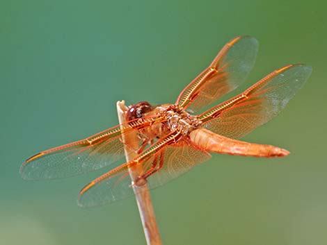 Flame Skimmer (Libellula saturata)