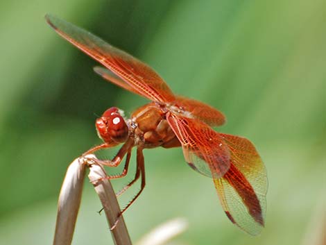 Flame Skimmer (Libellula saturata)