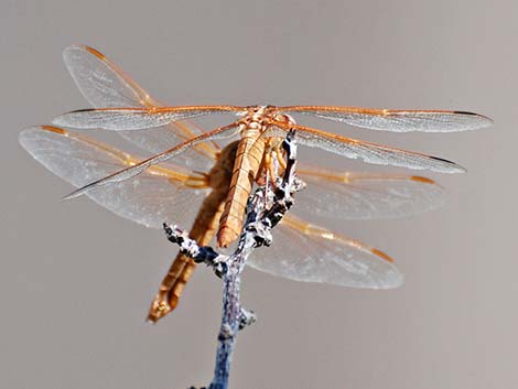 Flame Skimmer (Libellula saturata)