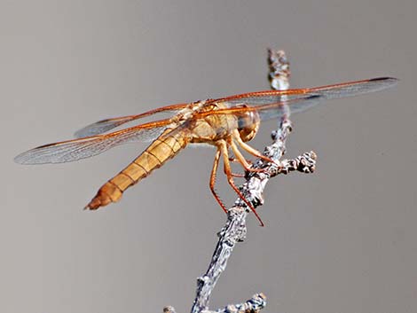 Flame Skimmer (Libellula saturata)