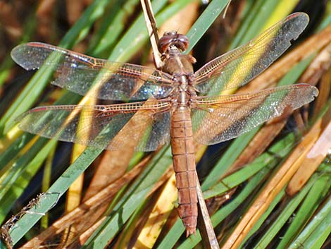 Flame Skimmer (Libellula saturata)