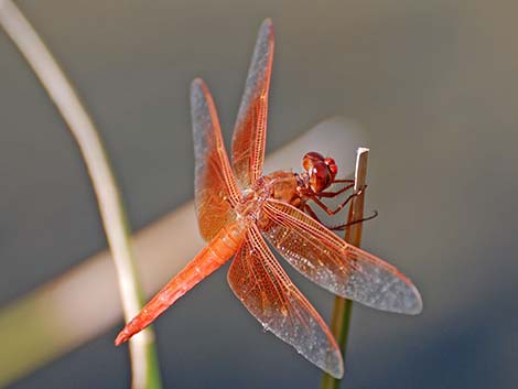 Flame Skimmer (Libellula saturata)