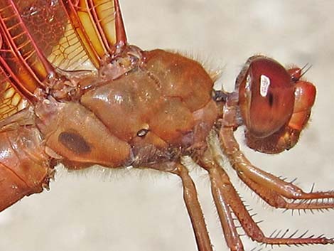 Flame Skimmer (Libellula saturata)