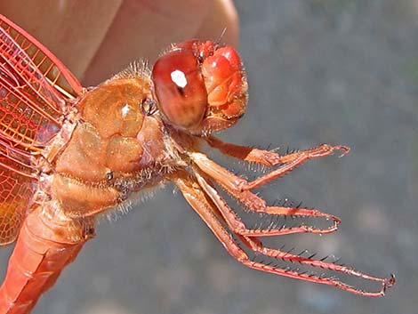 Flame Skimmer (Libellula saturata)