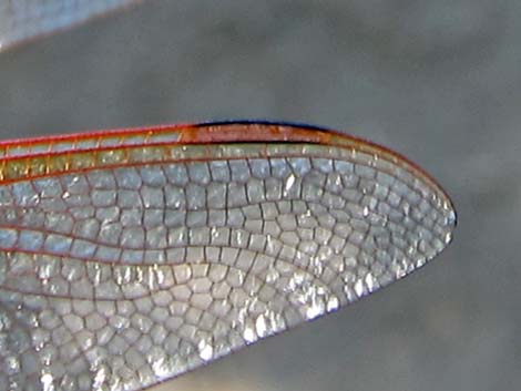 Flame Skimmer (Libellula saturata)