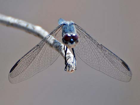 Blue Dasher (Pachydiplax longipennis)