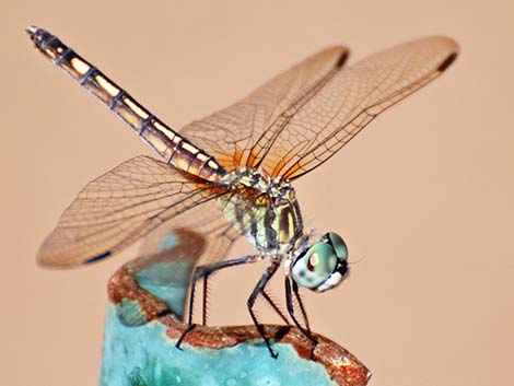 Blue Dasher (Pachydiplax longipennis)