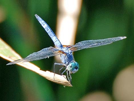 Blue Dasher (Pachydiplax longipennis)